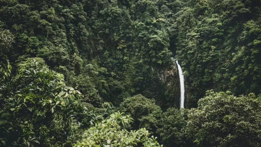 rainforest