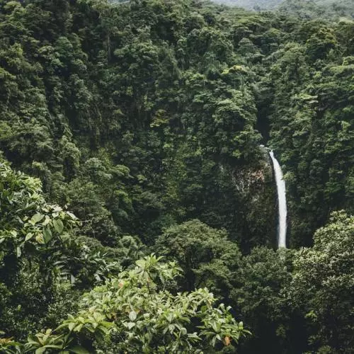 rainforest