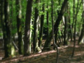 a Beech forest in Slovenia. The edges of the image have been blurred.